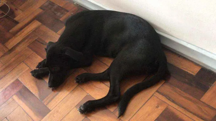 Cachorro ra a SRD idade 7 a 11 meses nome Bloom