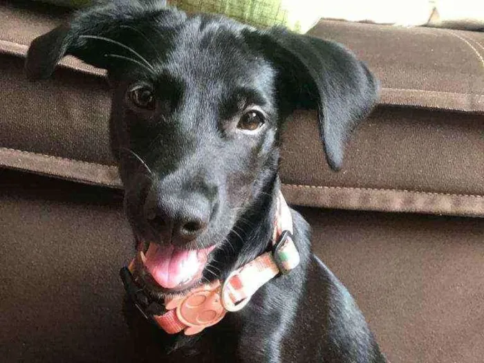 Cachorro ra a SRD idade 7 a 11 meses nome Bloom