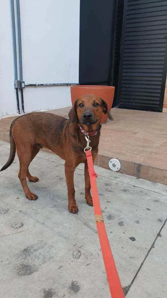Cachorro ra a SRD idade 2 a 6 meses nome Muffin