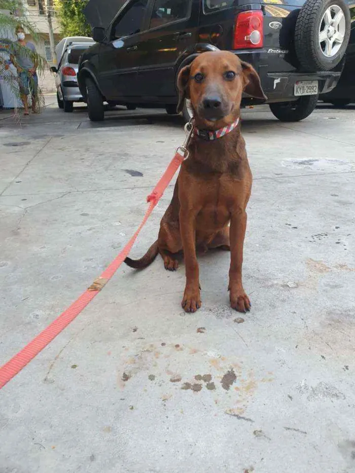 Cachorro ra a SRD idade 2 a 6 meses nome Muffin