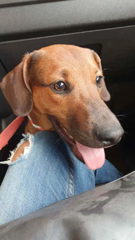 Cachorro ra a SRD idade 2 a 6 meses nome Muffin