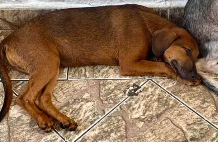 Cachorro ra a SRD idade 2 a 6 meses nome Muffin
