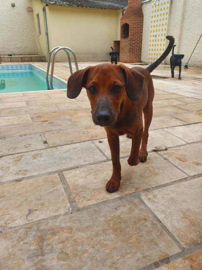 Cachorro ra a SRD idade 2 a 6 meses nome Muffin