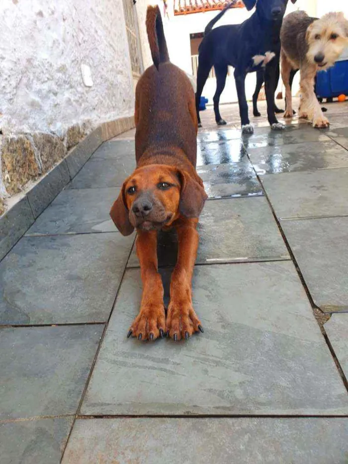Cachorro ra a SRD idade 2 a 6 meses nome Muffin