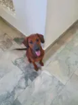 Muffin