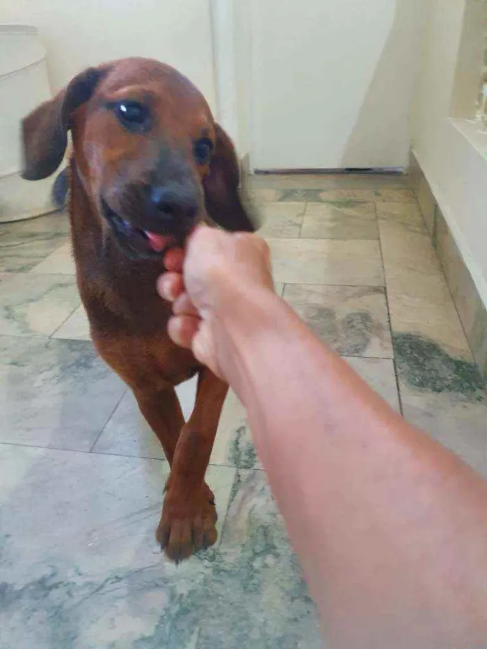 Cachorro ra a SRD idade 2 a 6 meses nome Muffin