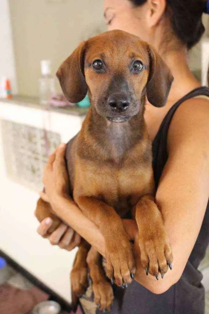 Cachorro ra a SRD idade 2 a 6 meses nome Muffin
