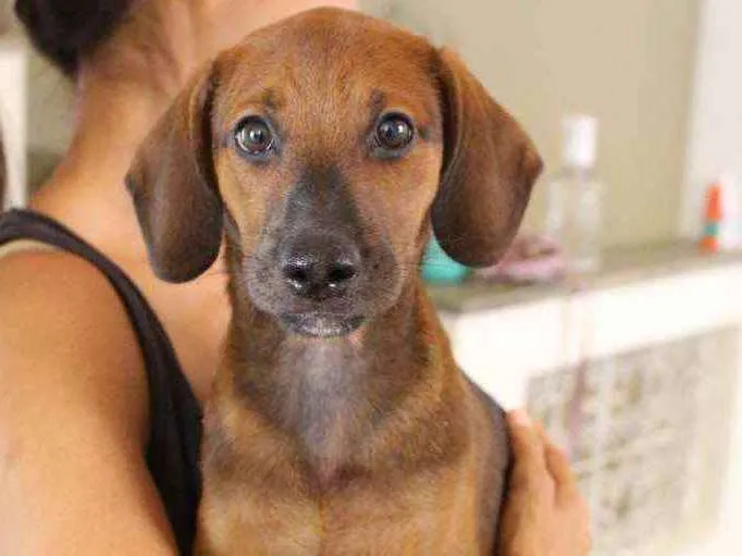 Cachorro ra a SRD idade 2 a 6 meses nome Muffin