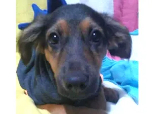 Cachorro raça SRD-ViraLata idade 2 a 6 meses nome Docinho