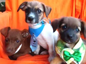 Cachorro raça Vira-Lata idade 2 a 6 meses nome Sem nome