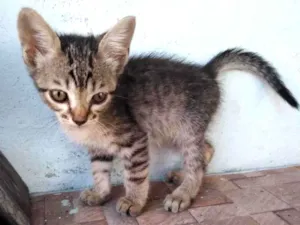 Gato raça SRD-ViraLata idade 2 a 6 meses nome tigraozinho
