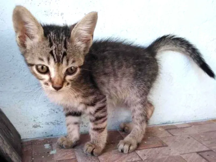 Gato ra a SRD-ViraLata idade 2 a 6 meses nome tigraozinho