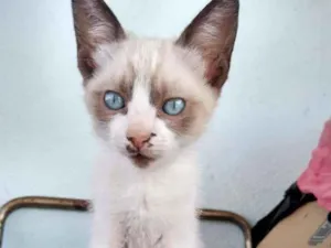 Gato raça SRD-ViraLata idade 2 a 6 meses nome Siames sem bota