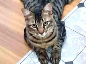 Gato raça Srd idade 7 a 11 meses nome Tigrão