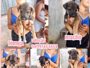 Cachorro raça Srd idade Abaixo de 2 meses nome Filhotes