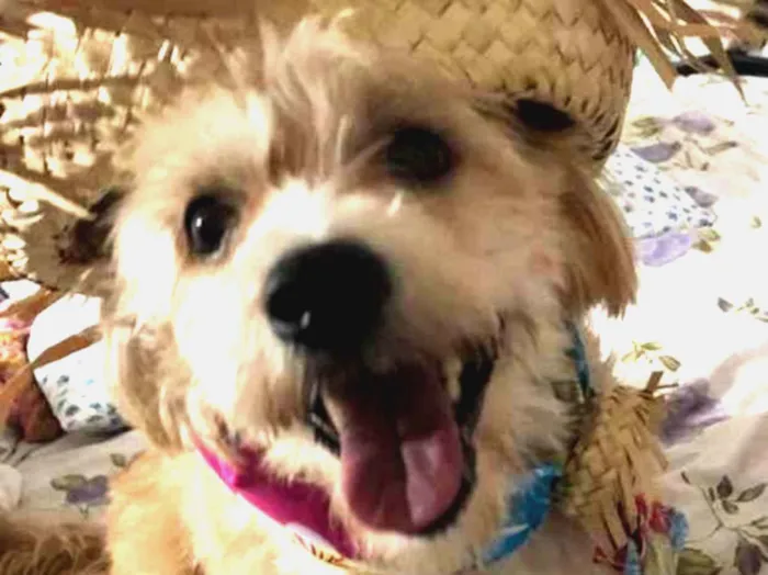 Cachorro ra a misto de York e Poodle Srd idade 2 anos nome Floquinho