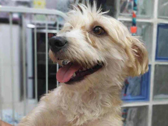 Cachorro ra a misto de York e Poodle Srd idade 2 anos nome Floquinho