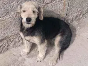 Cachorro raça Pudo idade 4 anos nome Princesa