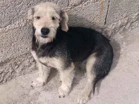 Cachorro ra a Pudo idade 4 anos nome Princesa