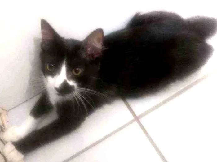 Gato raça Srd idade 2 a 6 meses nome Pablo