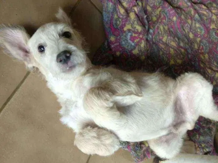 Cachorro ra a SRD idade 2 a 6 meses nome Snow