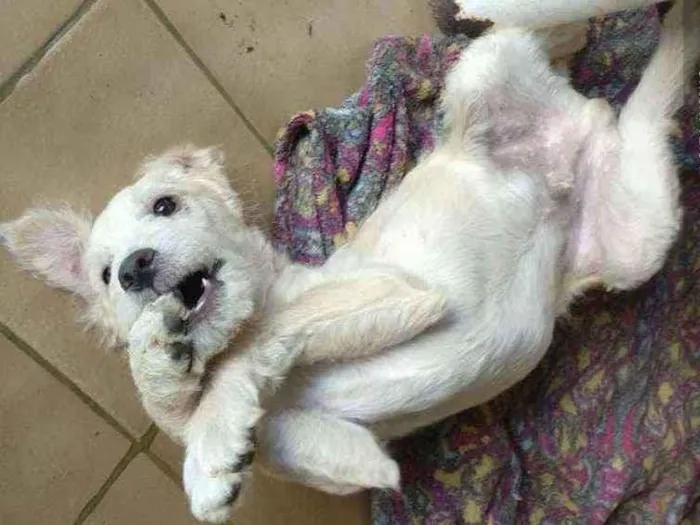 Cachorro ra a SRD idade 2 a 6 meses nome Snow