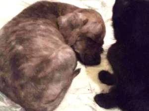 Cachorro raça Srd idade 2 a 6 meses nome Cravo