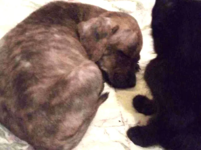 Cachorro ra a Srd idade 2 a 6 meses nome Cravo