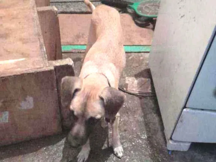 Cachorro ra a Srd idade 2 anos nome Mel