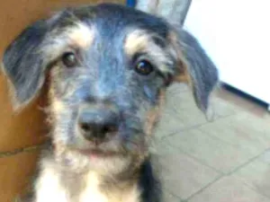 Cachorro raça SRD idade 2 a 6 meses nome Tramp