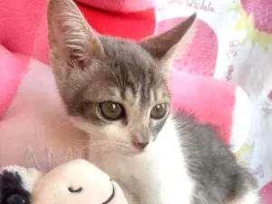 Gato raça SEM RAÇA DEFINIDA.  idade Abaixo de 2 meses nome SEM NOME. 
