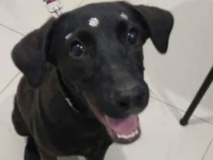 Cachorro raça SRD idade 7 a 11 meses nome Violeta 