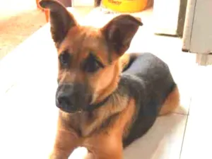Cachorro raça Mestiço de pastor com srd idade 1 ano nome Lobo