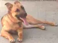 Lobo