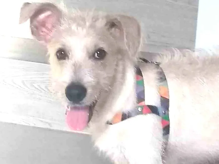 Cachorro ra a SRF Estopinha idade 7 a 11 meses nome Denis