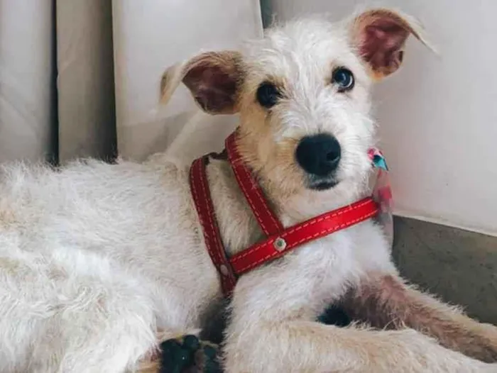 Cachorro ra a SRF Estopinha idade 7 a 11 meses nome Denis