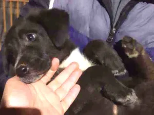 Cachorro raça Indefinido idade Abaixo de 2 meses nome Sem nome