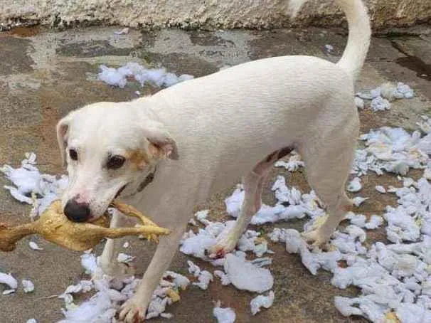 Cachorro ra a SRD idade 3 anos nome Mingau