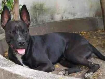 Cachorro ra a Pit Bull  idade 1 ano nome Oreo