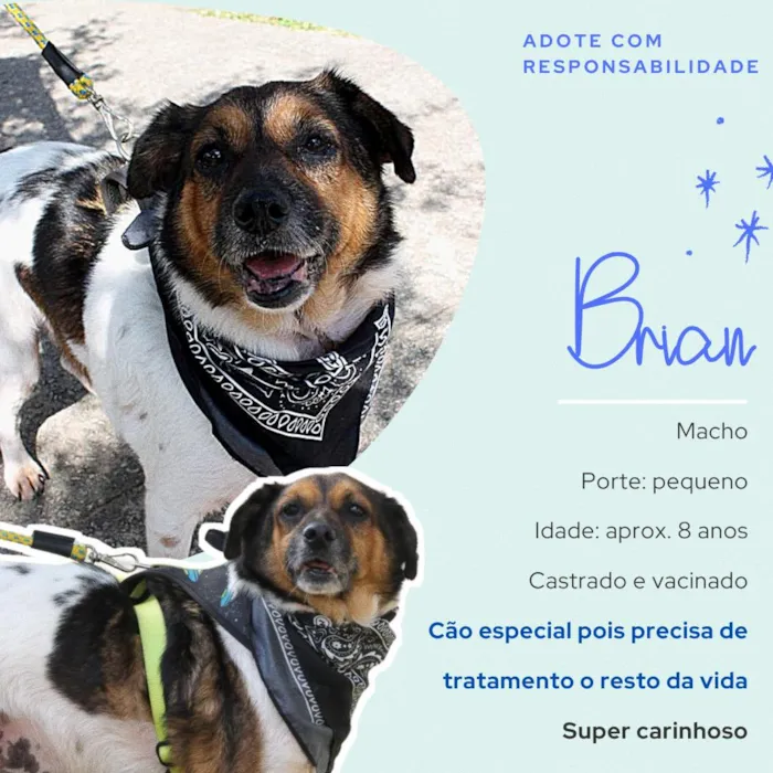 Cachorro ra a SRD idade 6 ou mais anos nome Brian