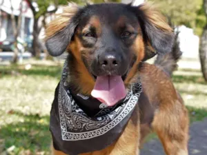 Cachorro raça SRD idade 1 ano nome Thor
