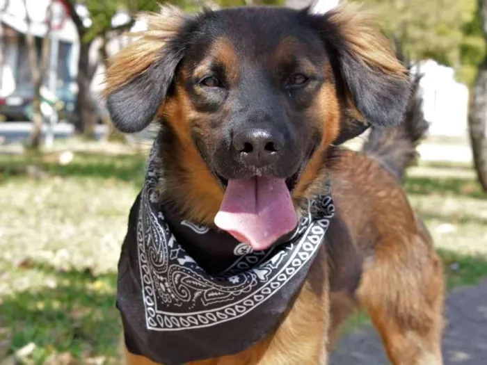 Cachorro raça SRD idade 1 ano nome Thor