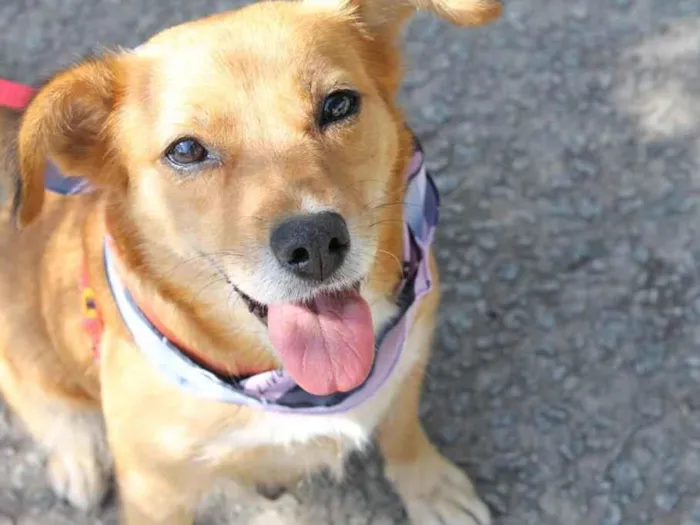 Cachorro raça SRD idade 1 ano nome Bolinha 