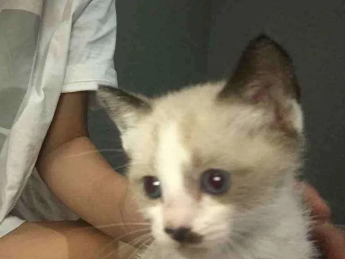 Gato ra a N idade Abaixo de 2 meses nome S/N