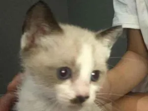 Gato raça N idade Abaixo de 2 meses nome S/N