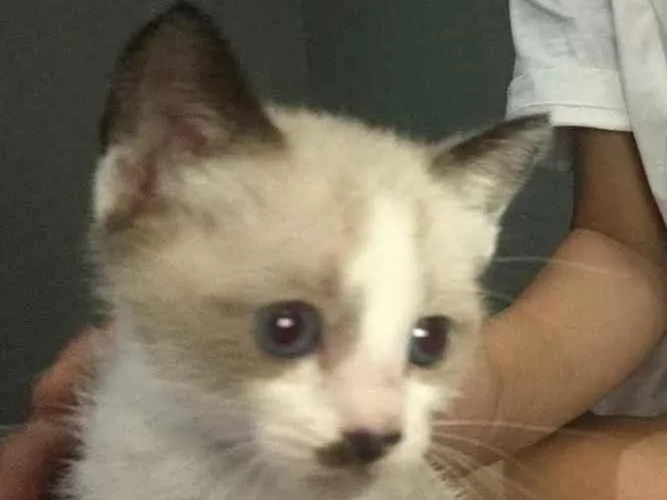 Gato ra a N idade Abaixo de 2 meses nome S/N