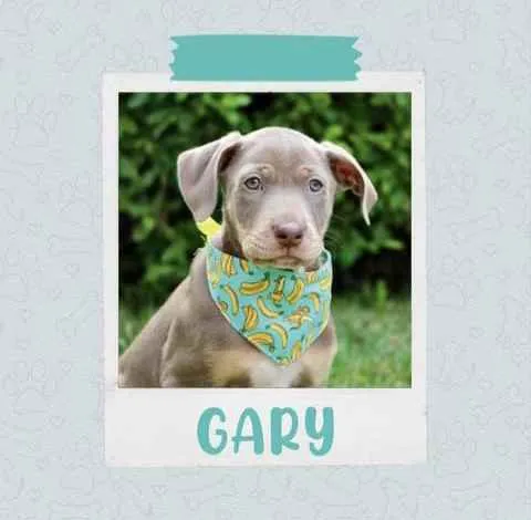 Cachorro raça SRD  idade 2 a 6 meses nome Gary 