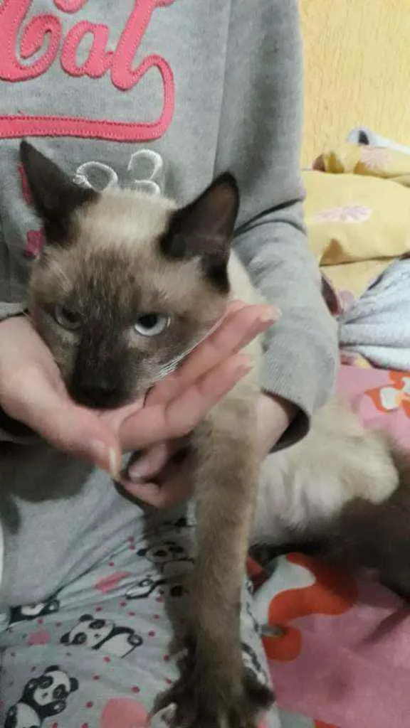 Gato raça SRD  idade 2 a 6 meses nome Tommy 