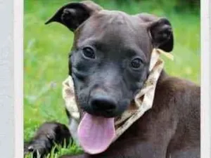 Cachorro raça SRD  idade 2 a 6 meses nome João 
