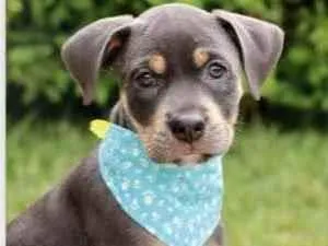 Cachorro raça SRD  idade 2 a 6 meses nome Kalu 